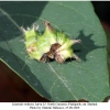 limenitis reducta larva5c